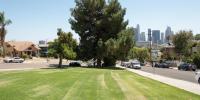 A long strip of grass with a large tree in the middle at the end. The LA skyline is in the background on the right
